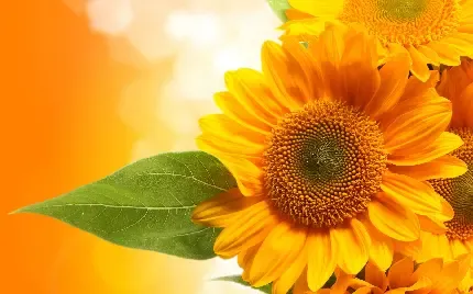  عکس گل آفتابگردان طبیعی