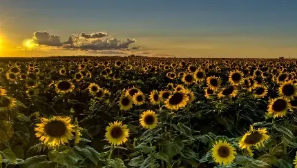  عکس گل آفتابگردان طبیعی