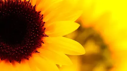  عکس گل آفتابگردان طبیعی