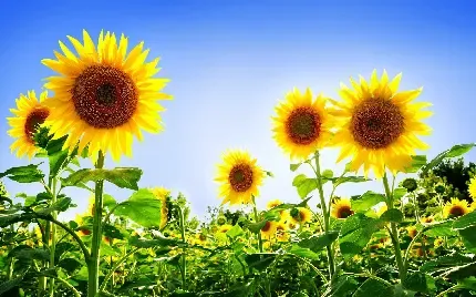  عکس گل آفتابگردان طبیعی