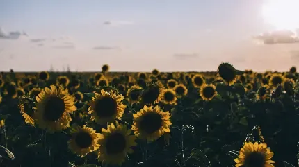  عکس گل آفتابگردان زیبا
