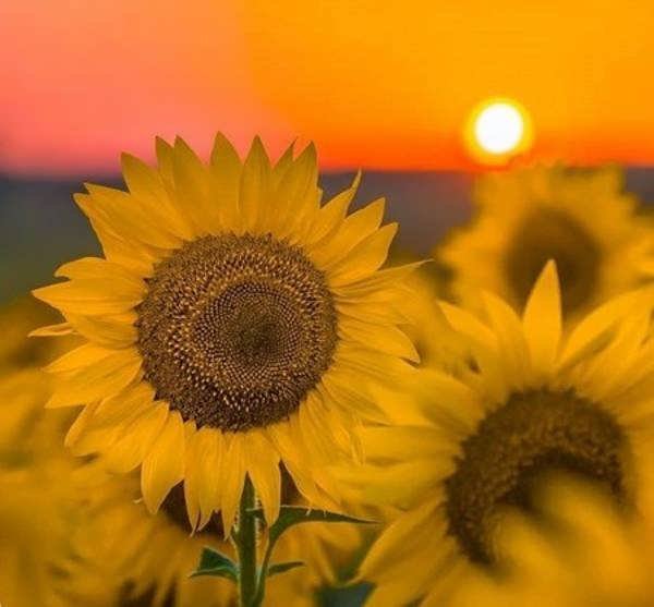  عکس گل آفتابگردان برای پروفایل واتساپ