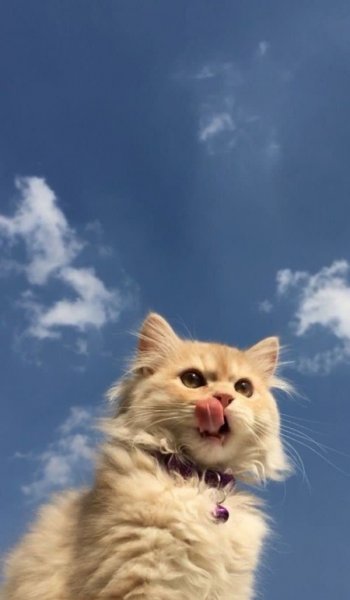  عکس گربه قهوه