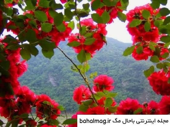  عکس شاد طبیعت پروفایل