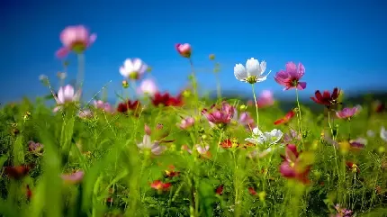 منظره رنگارنگ و شاد برای پروفایل
