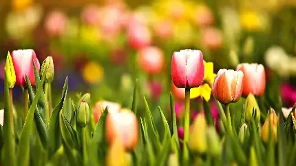  منظره رنگارنگ و شاد برای پروفایل