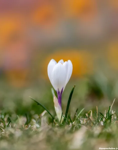  عکس هنری گل برای پروفایل