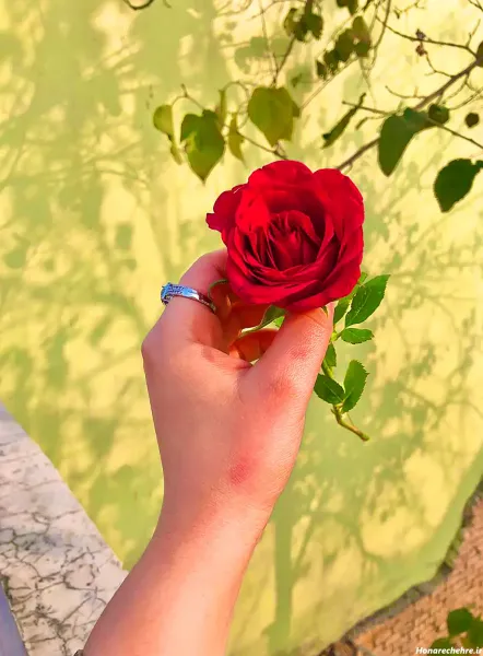  عکس هنری گل برای پروفایل