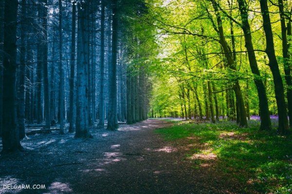  منظره سرسبز بهاری برای پروفایل