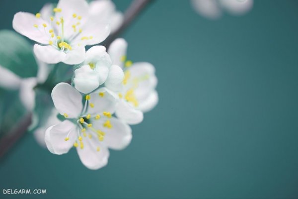  منظره سرسبز بهاری برای پروفایل