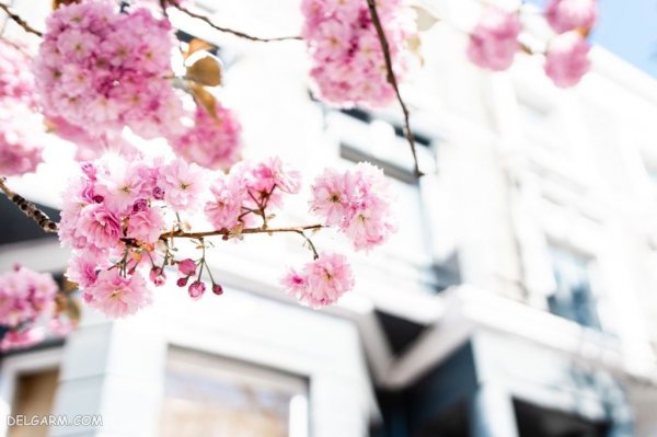 منظره سرسبز بهاری برای پروفایل
