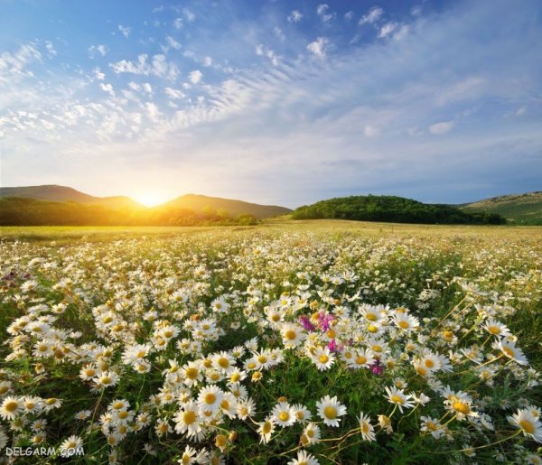  منظره سرسبز بهاری برای پروفایل