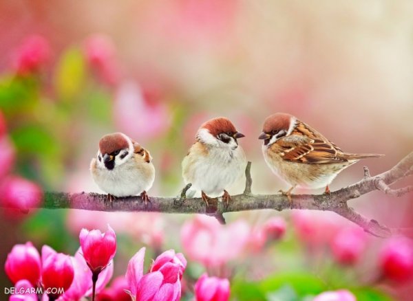  منظره سرسبز بهاری برای پروفایل