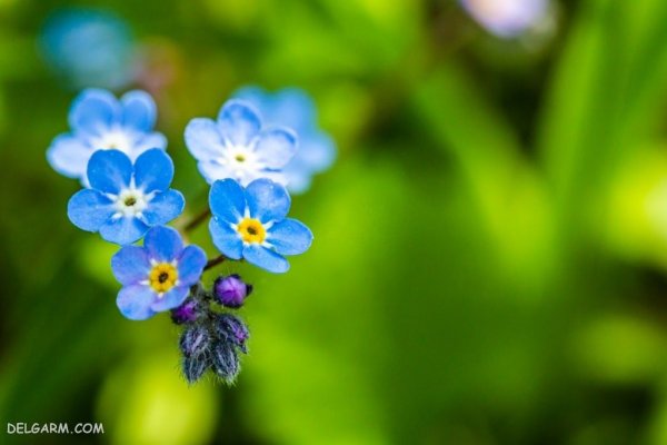  منظره سرسبز بهاری برای پروفایل