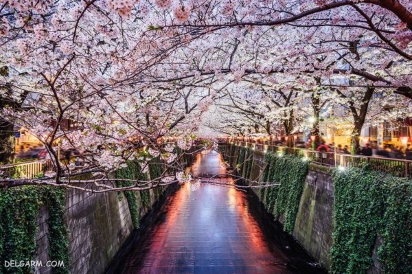  منظره سرسبز بهاری برای پروفایل