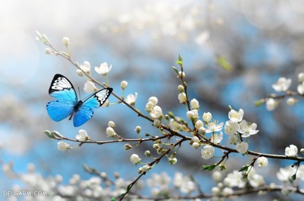  منظره سرسبز بهاری برای پروفایل