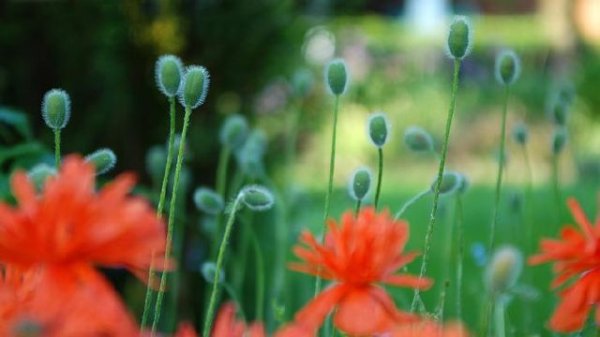  عکس های زیبا از طبیعت