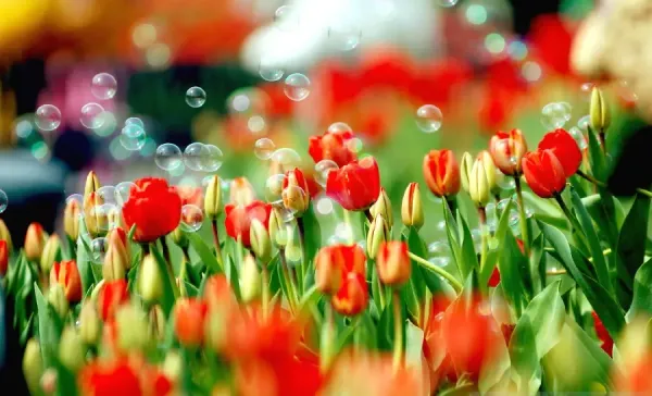  عکس طبیعت بهاری