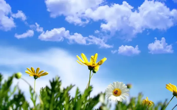  عکس طبیعت بهاری