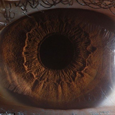  والپیپر عکس قهوه ای کیوت