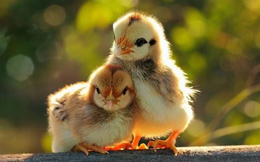  عکس‌های احساسی حیوانات