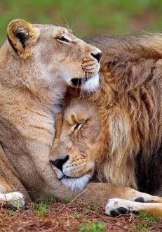  عکس‌های احساسی حیوانات
