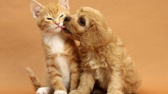  عکس‌های احساسی حیوانات