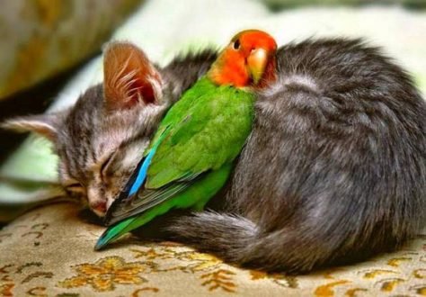  عکس‌های احساسی حیوانات