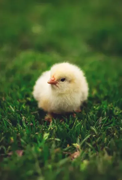  عکس جوجه ناز و بسیار زیبا