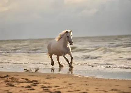  عکس اسب زیبا و جذاب