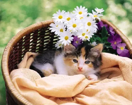  عکس موش زیبا و جذاب