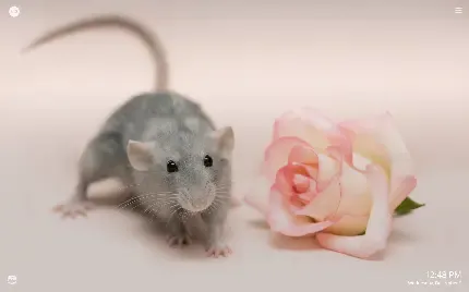  عکس موش ناز