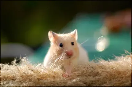  عکس موش خوشگل