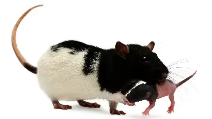  عکس موش خوشگل