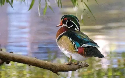 عکس مرغابی سفید