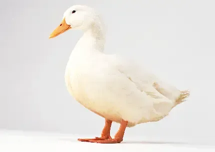  عکس مرغابی سفید