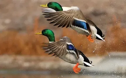  عکس مرغابی سفید