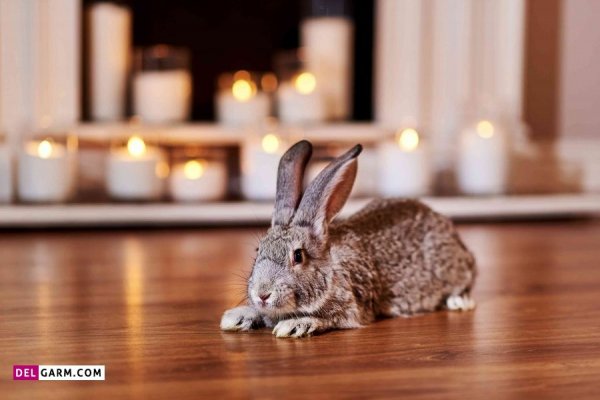  عکس خرگوش زیبا برای پروفایل