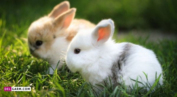 عکس خرگوش پشمالو برای پروفایل