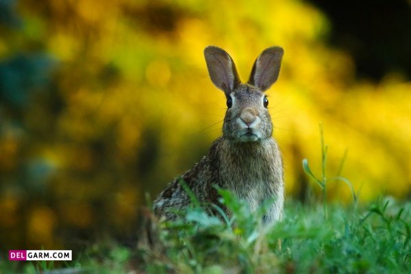  عکس خرگوش پشمالو برای پروفایل