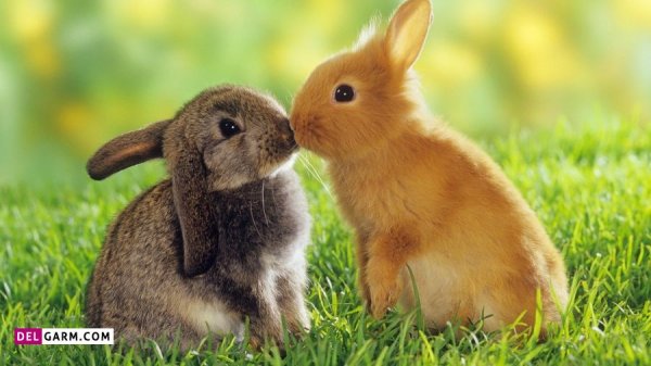  عکس خرگوش پشمالو برای پروفایل