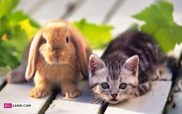  عکس خرگوش پشمالو برای پروفایل