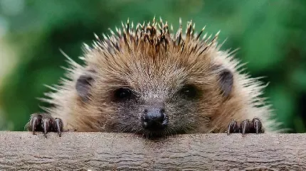  تصویر زیبای جوجه تیغی بامزه و زیبا