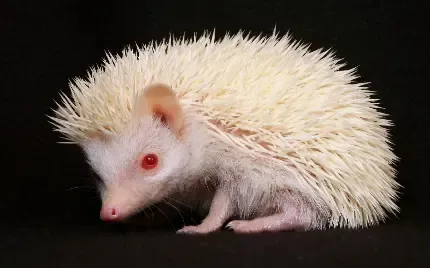  عکس جوجه تیغی وحشی