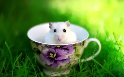 عکس همستر خانگی