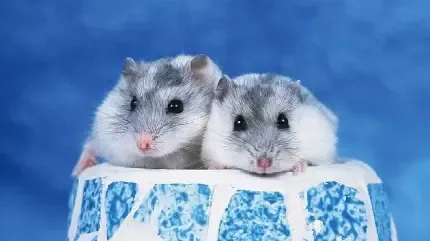  عکس همستر خانگی