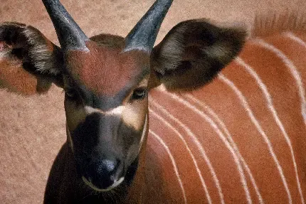  عکس جذاب حیوانات برای پروفایل تلگرام