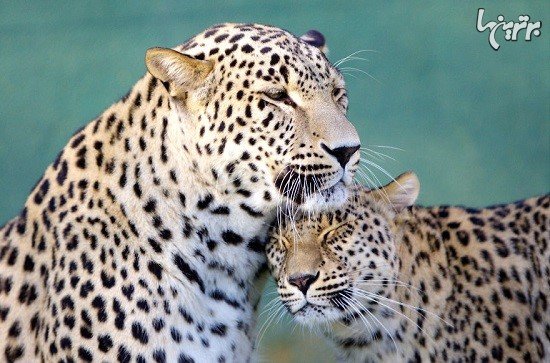  تصاویر عاشقانه حیوانات زیبا