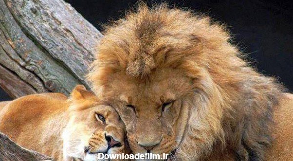  عکس عاشقانه حیوانات برای پروفایل