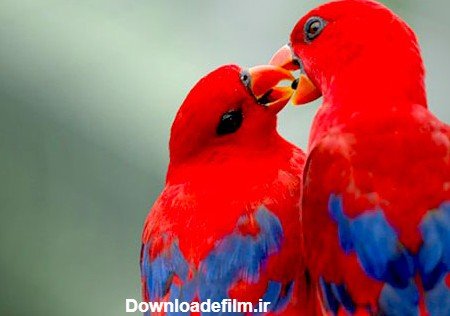  عکس عاشقانه حیوانات برای پروفایل